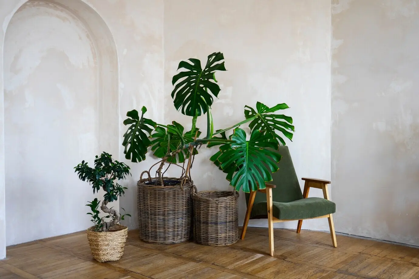 Raumdekoration mit getopfter Monstera-Pflanze