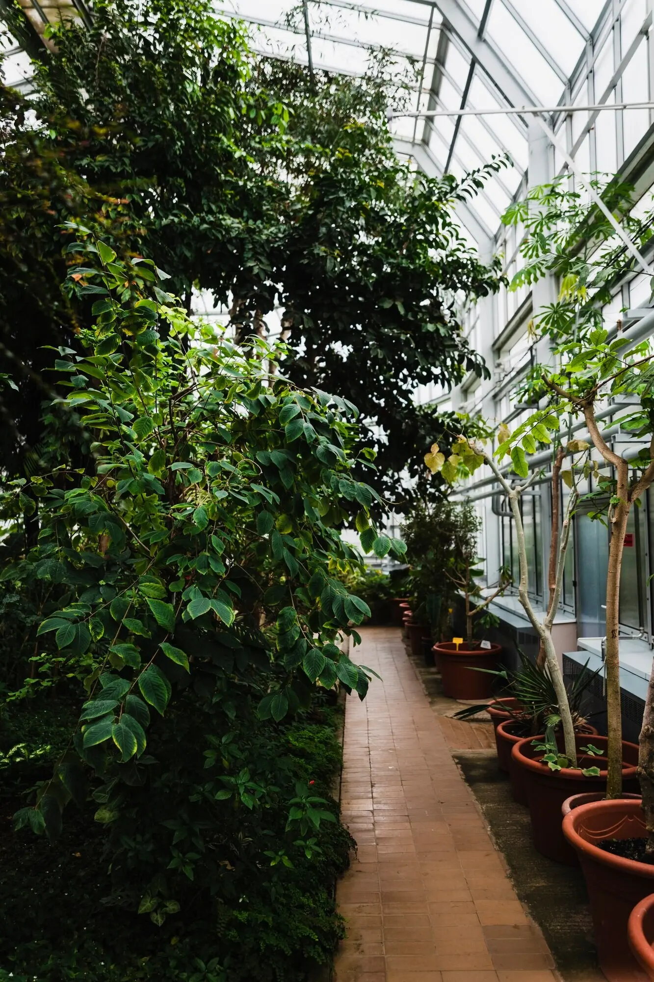 Pflanzen in einem Gewächshaus